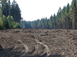 Foto U. Scharfenberg August 2005